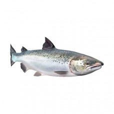 Norwegian Salmon Whole - 1Kg (Approx) 